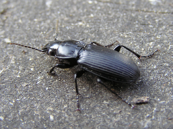 black beetle statue
