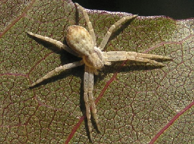 Spider with long striped legs - Philodromus 