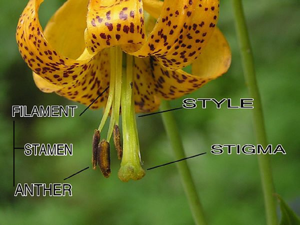 What Is A Style In A Flower